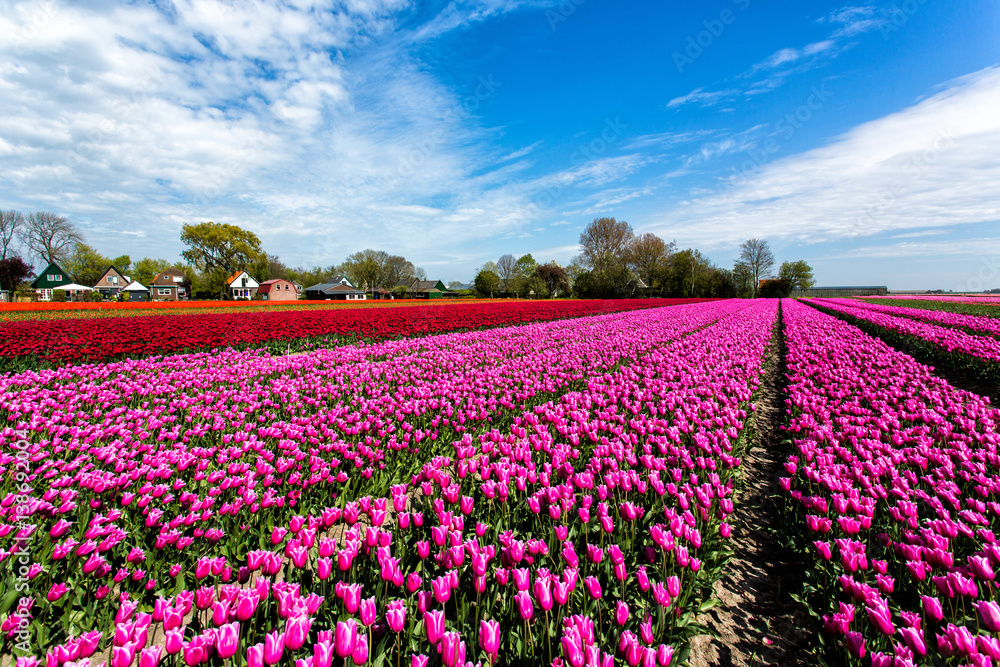Tulips in the Netherlands Tulips in the Netherlands