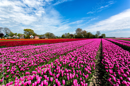 Tulips in the Netherlands