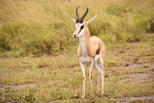 Springbok ram standing to attention © robbyh