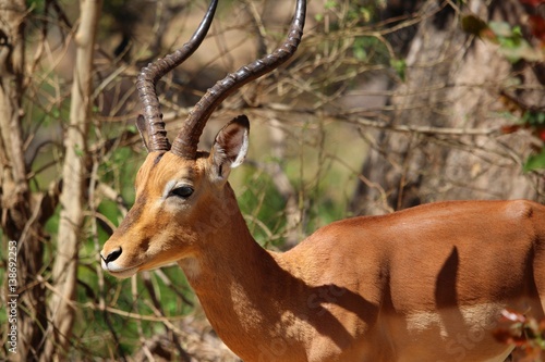 Impala in S  dafrika