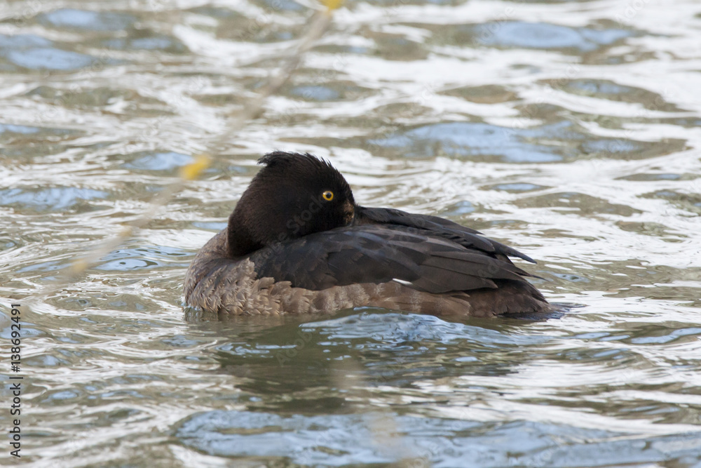Tufted duck freezing on river with bright reflections, side view. Bird in wildlife. Tufted duck freezing on river with bright reflections, side view. Bird in wildlife.