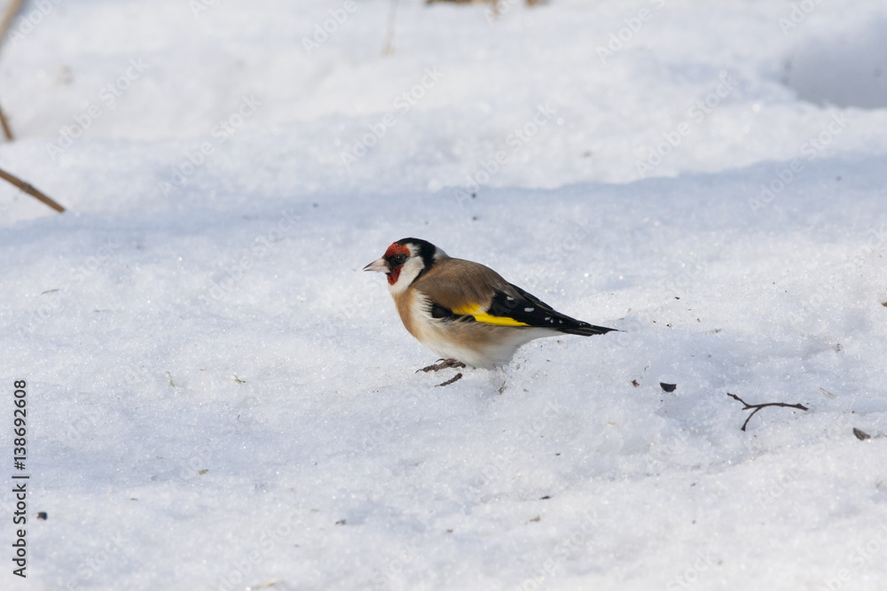 European goldfinch eating on snow. Nice colorful bird with red head looking for food under feeder. Bird in wildlife. European goldfinch eating on snow. Nice colorful bird with red head looking for food under feeder. Bird in wildlife.