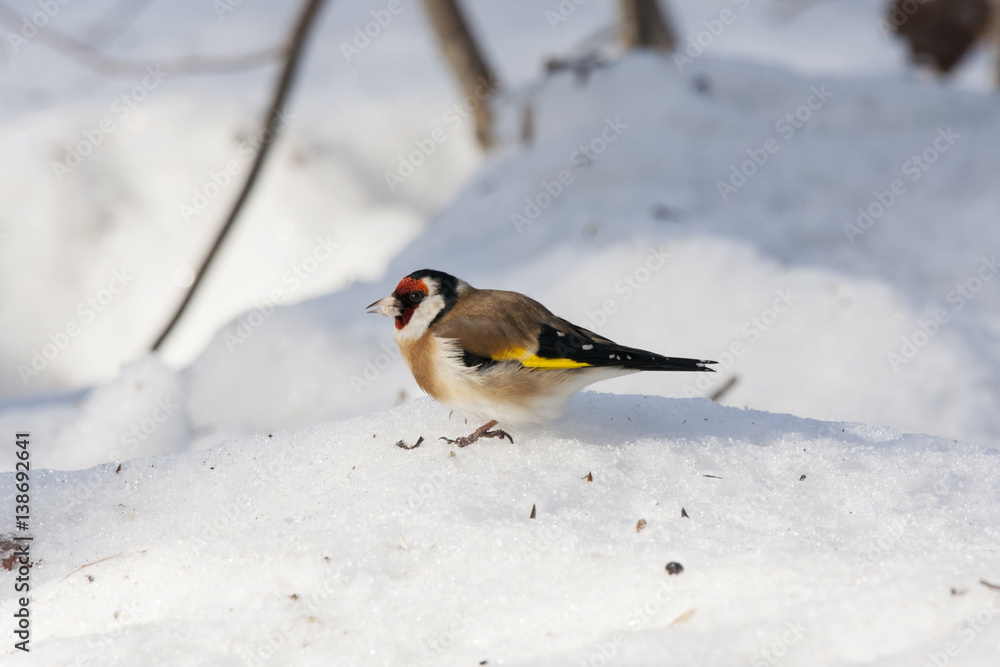 European goldfinch eating on snow. Nice colorful bird with red head looking for food under feeder. Bird in wildlife.