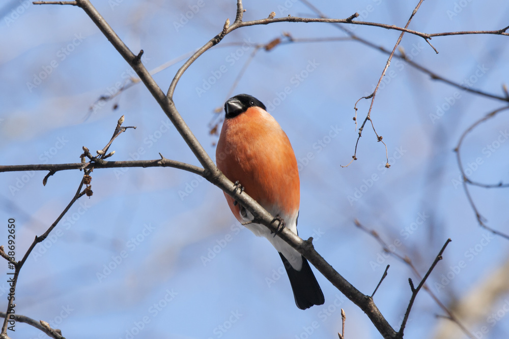 Obraz premium Male bullfinch sitting on branch under blue sky, front view. Very beautiful red bird with black hat, symbol of winter, Christmas and New Year. Bird in wildlife.