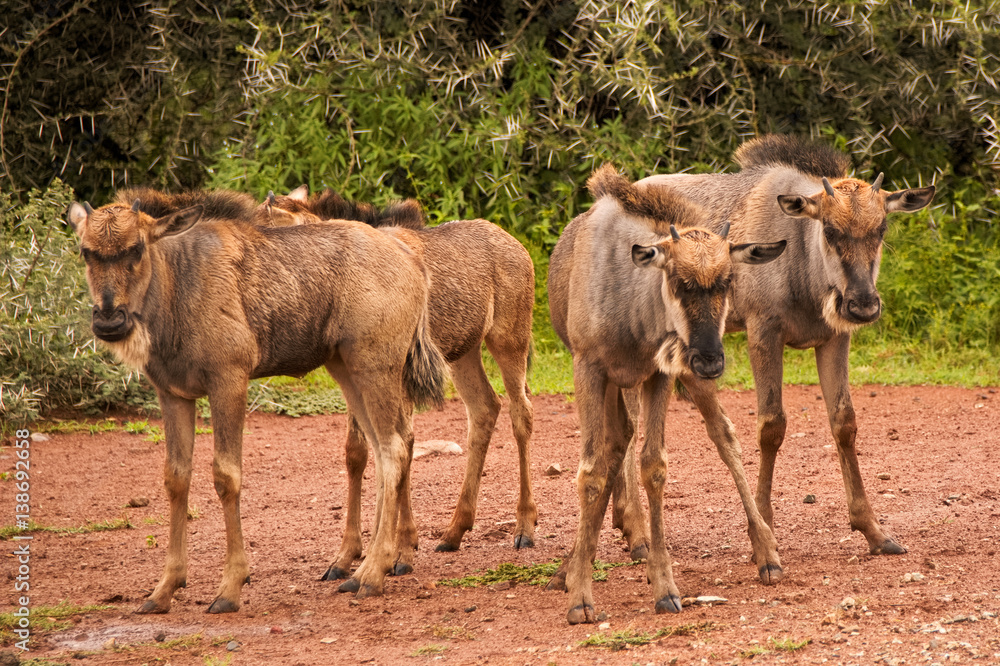 Obraz premium Wildebeest calves huddling together for comfort as they become isolated from the heard