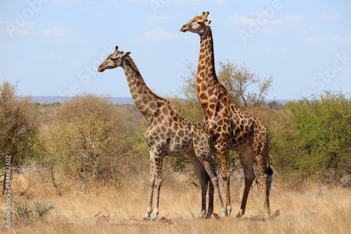 Giraffenpaar in S  dafrika