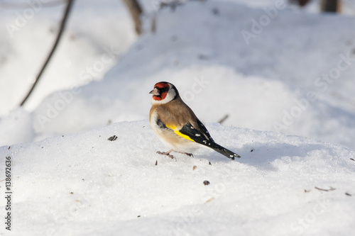 European goldfinch eating on snow. Nice colorful bird with red head looking for food under feeder. Bird in wildlife.