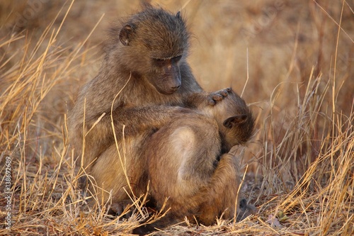 Affen Pflege in Südafrika