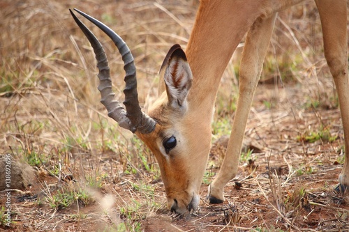 Impala in Südafrika