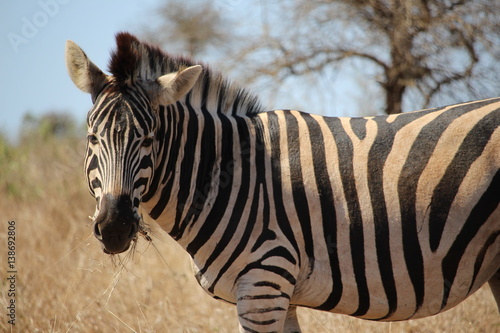 Zebra Gras essend in Südafrika