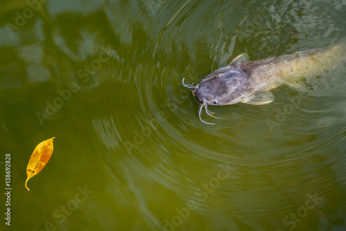 Catfish emerges out of the turbid green water and stares towards a yellow leaf. Clarias genus. An inhabitant of a temple pond of Wat Phai Lom in Trat city, Thailand photo
