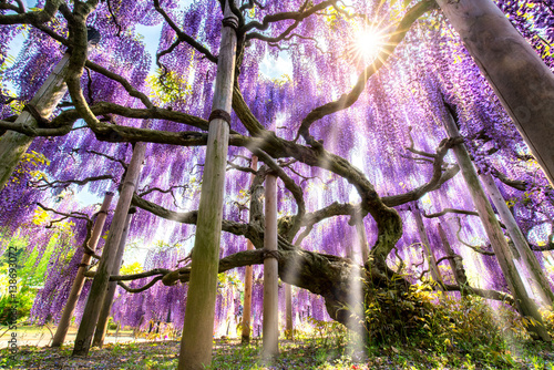 Blauregen auch bekannt als Wisteria oder Glyzine in einem Garten photo