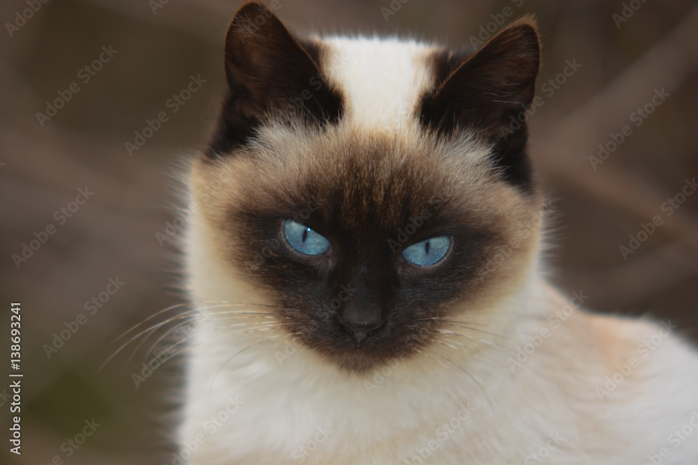 Occhi di gatto domestico e sguardo