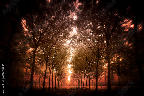 dark tree forest and orange sunlight effect style