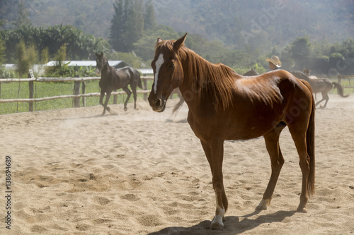 beautiful horse in farm relaxing in sand Stable © wareelak