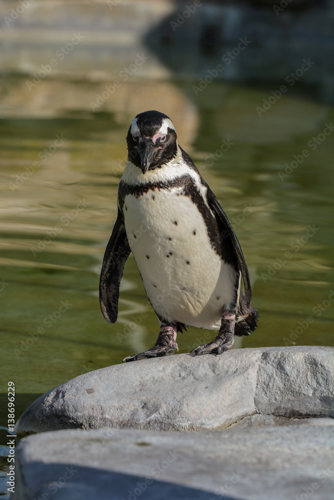 Fototapeta premium Brillenpinguin