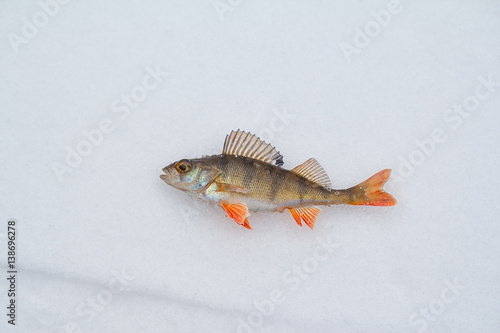 Frozen fish on ice. Caught fish with red fins. One fish perch is on the ice. Winter fishing. Plenty of space for text.