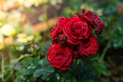 Wallpaper Mural rose Torontodigital.ca