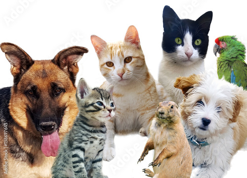 Pets animals group collage for pet shop or veterinary
