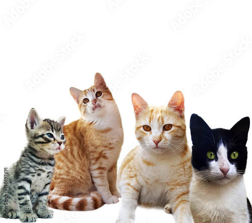 Fototapeta Naklejka Na Ścianę i Meble -  Group of kitten