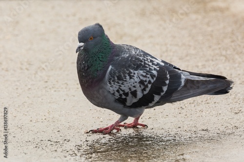 A Colorful Spotted Pigeon Waiting to be Photographed