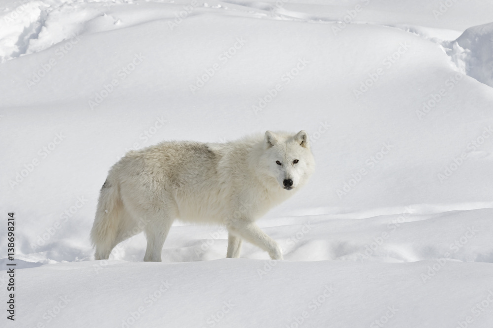 Fototapeta premium Arctic wolf isolated on a white background walking in the winter snow in Canada