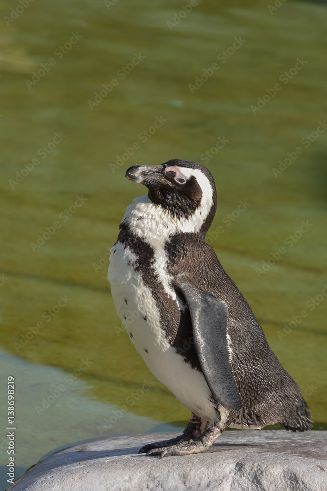 Obraz premium Brillenpinguin