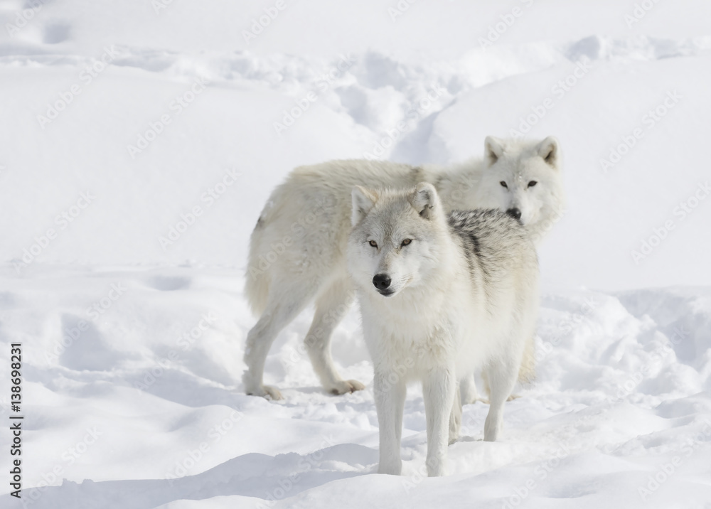Tableau sur toile avec Arctic wolves isolated on a white background in the winter snow #138698231