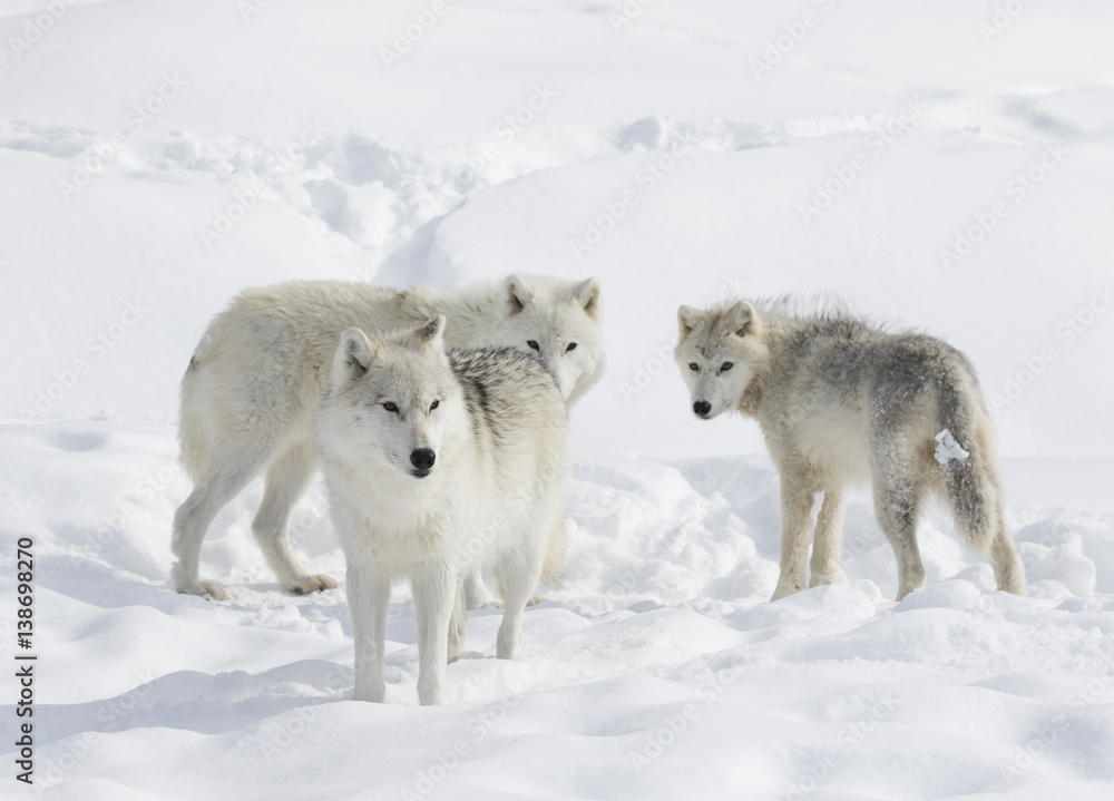 Obraz premium Arctic wolf pack isolated on white background in the winter snow in Canada