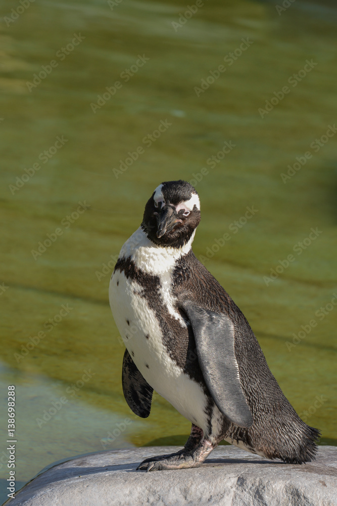 Naklejka premium Brillenpinguin