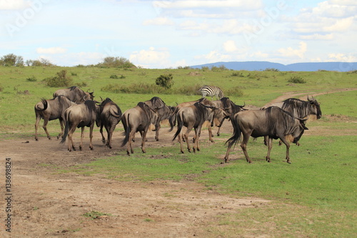 Wildbeests (gnus) herds at meal in Kenya