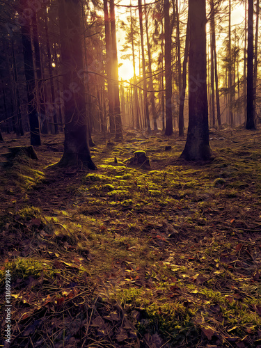 Forest, sun, foliage, moss