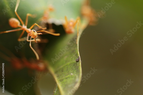 The ant skimp the nest of it. © verapon
