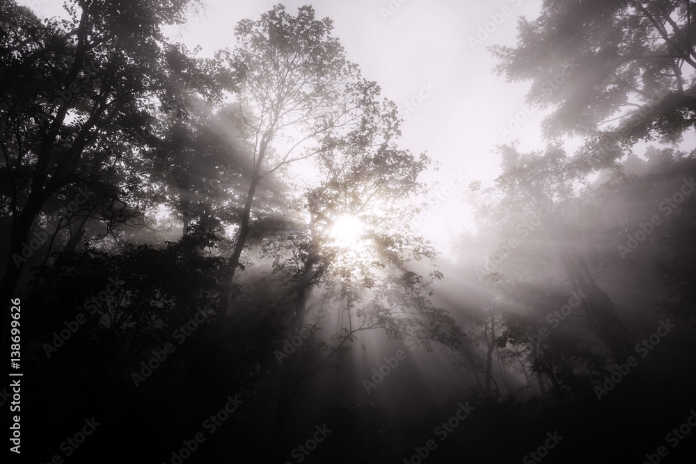 Rays of sunlight against forest Rays of sunlight against forest