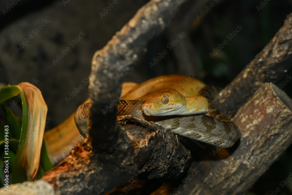 Gartenboas Gartenboas