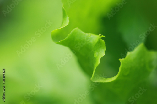 Lettuce leaves close up.