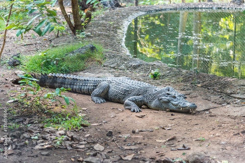 Crocodile lies on ground near a swamp.