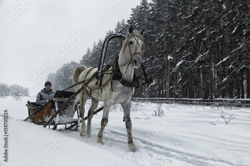 White horse in harness on the woodside road in winter
