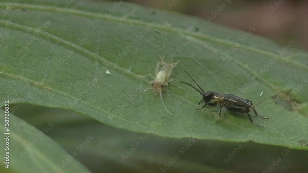 nymph. Babies cricket nymph. Babies cricket