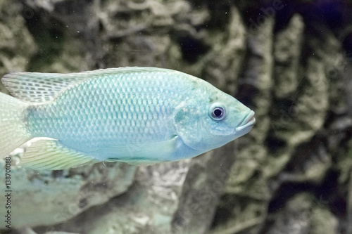 Beautiful colorful fish in the aquarium