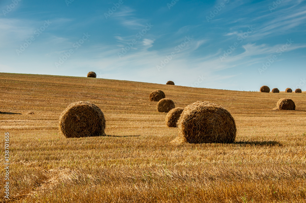 bales of dry golden straw in a row on a hilly agricultural field under blue skies in August