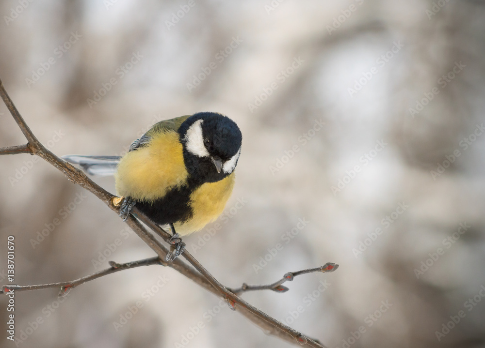 Great Tit perched on the branch Great Tit perched on the branch