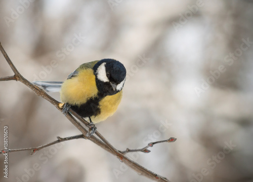 Great Tit perched on the branch