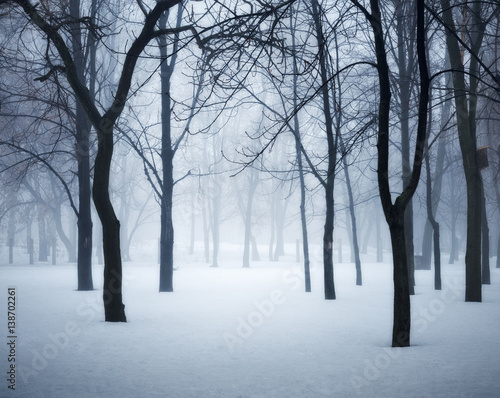 Fototapeta Naklejka Na Ścianę i Meble -  Winter forest in fog. Foggy trees in the cold morning. Enchanted misty woods. Beautiful mystical landscape with dark forest and white snow. Nature background
