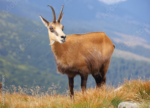 Fototapeta Naklejka Na Ścianę i Meble -  Wild nature in Slovakia, Chamois