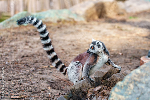 Beautiful wild Madagascar lemur in a zoo with long striped tail holding up