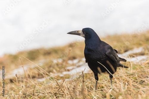 A Raven Checking the Surroundings © LiviuConstantin