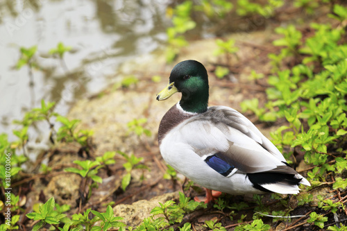  mallard duck stand on riverbank © phubadee
