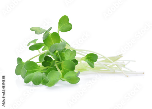 heap of alfalfa sprouts isolated on white background photo