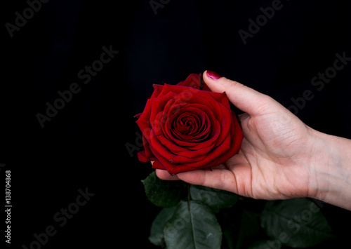Fototapeta Naklejka Na Ścianę i Meble -  red rose in hand 